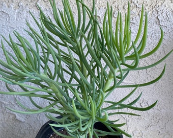 LARGE 11" Senecio Vitalis MERMAID's COMB with 4 branches Rooted Succulent