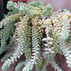 3 Cuttings Hybrid Sedum Morganianum Donkey or Burro&#39;s Tail Succulent  Cutting 2&quot; to 3&quot;