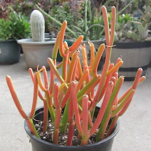 12 Pencil Cactus Euphorbia Tirucalli Succulent Cuttings FRESH CUT 4&quot; - 6&quot; Nice Color and Quality. Free Shipping