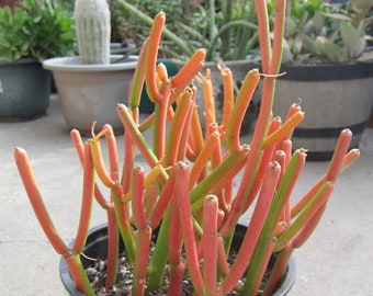 12 Pencil Cactus Euphorbia Tirucalli Succulent Cuttings FRESH CUT 4" - 6" Nice Color and Quality. Free Shipping