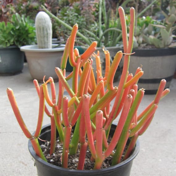 philodendron plant for sale Philodendron Black cherry pink princess starter plant **(ALL plants require  you to purchase ANY 2 plants!)**