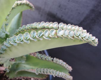 Large Leaf Cutting with at least 15 babies plantlets Kalanchoe Mexican Hat Mother of Thousand Daigremontiana