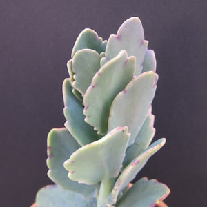 2 Cuttings Kalanchoe Lavender Scallop Succulent Cutting 3" to 4"
