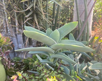 LARGE Cutting Crassula Falcata Propeller Paddle Succulent Cutting Free Shipping