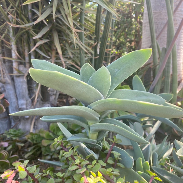 LARGE Cutting Crassula Falcata Propeller Paddle Succulent Cutting Free Shipping