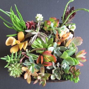 May include: A variety of succulents planted in a square pot. The succulents are in shades of green, red, and yellow.