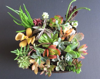 20 Succulent Cuttings All Different Variety FRESH CUT 1" - 3" Nice Color and Quality. Free Shipping