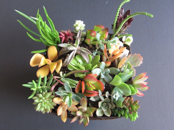 20 Succulent Cuttings All Different Variety FRESH CUT 2" - 4" Nice Color  and Quality. Free Shipping - Etsy