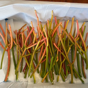 May include: A close-up of a bunch of green, red, and yellow plant cuttings in a white paper-lined container. The cuttings are arranged in a random pattern and are all about the same length.