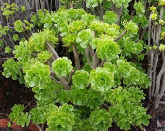 Green Aeonium 10 Cuttings 3" - 4" Fresh Cut, Nice Color, Easy Grow, Elegant Looks. Free Shipping