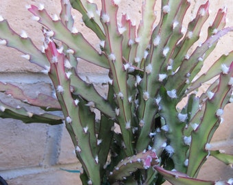 Rare  Succulent Cutting Lepismium Cruciforme Rhipsalis Cruciformis 4" to 6"