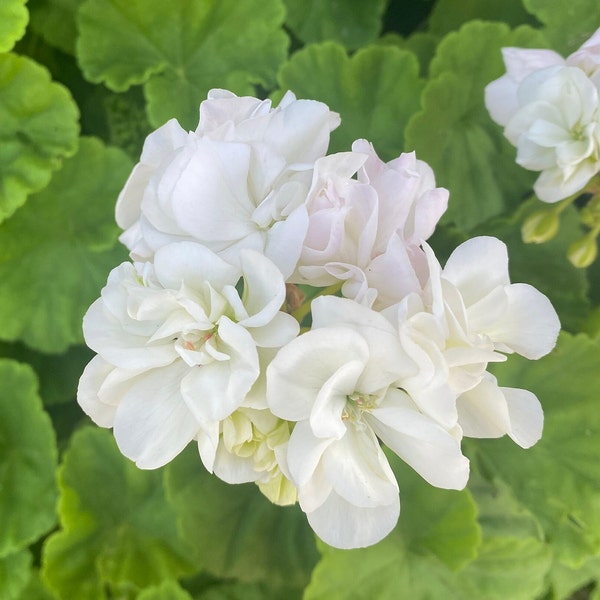 3 Large Cuttings 7" to 9" or longer white color Scented Geranium Pelargonium Perennials Fresh Cuttings