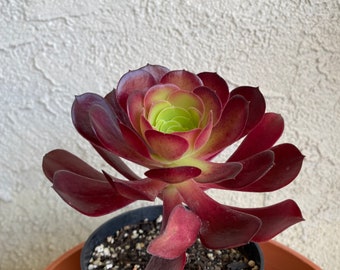 RARE Aeonium VELOUR ROOTED succulent , Nice deep Color, Easy Grow, Elegant Looks. Free Shipping