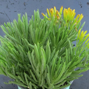 May include: A close-up of a green succulent plant with yellow flowers. The plant is in a pot and has long, thin leaves.