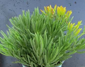 2 Cuttings Senecio Barbertonicus Lemon Bean Bush Succulent  Cutting 3" to 5"