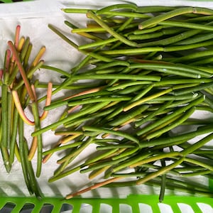 200+ Cuttings FIRESTICKS Euphorbia Tirucalli Pencil Cactus Succulent FREE SHIPPING