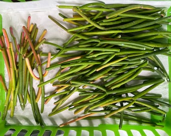 200+ Cuttings FIRESTICKS Euphorbia Tirucalli Pencil Cactus Succulent FREE SHIPPING