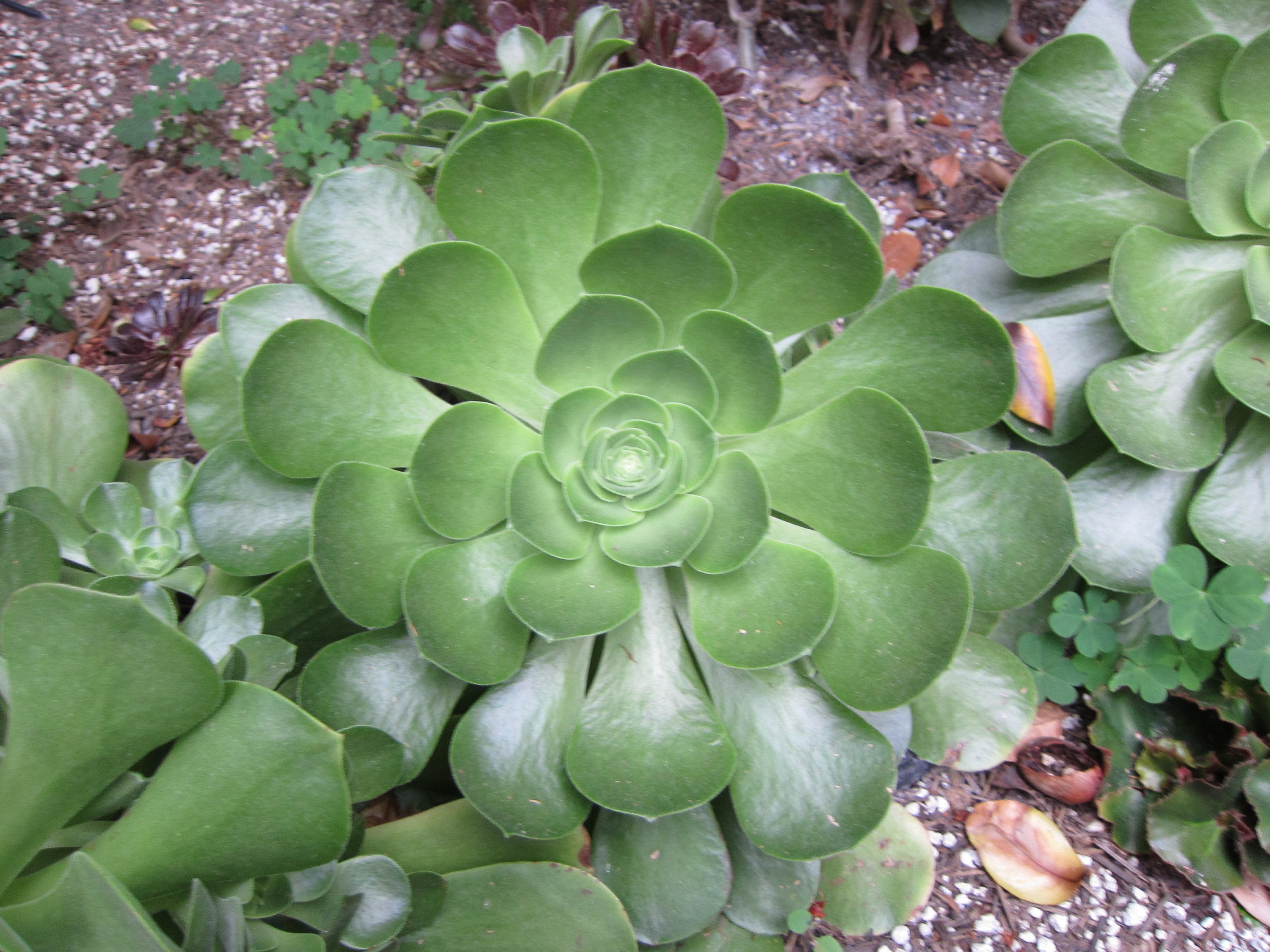 Large Aeonium Salad Bowl 1 Large Cutting 5 8 Etsy