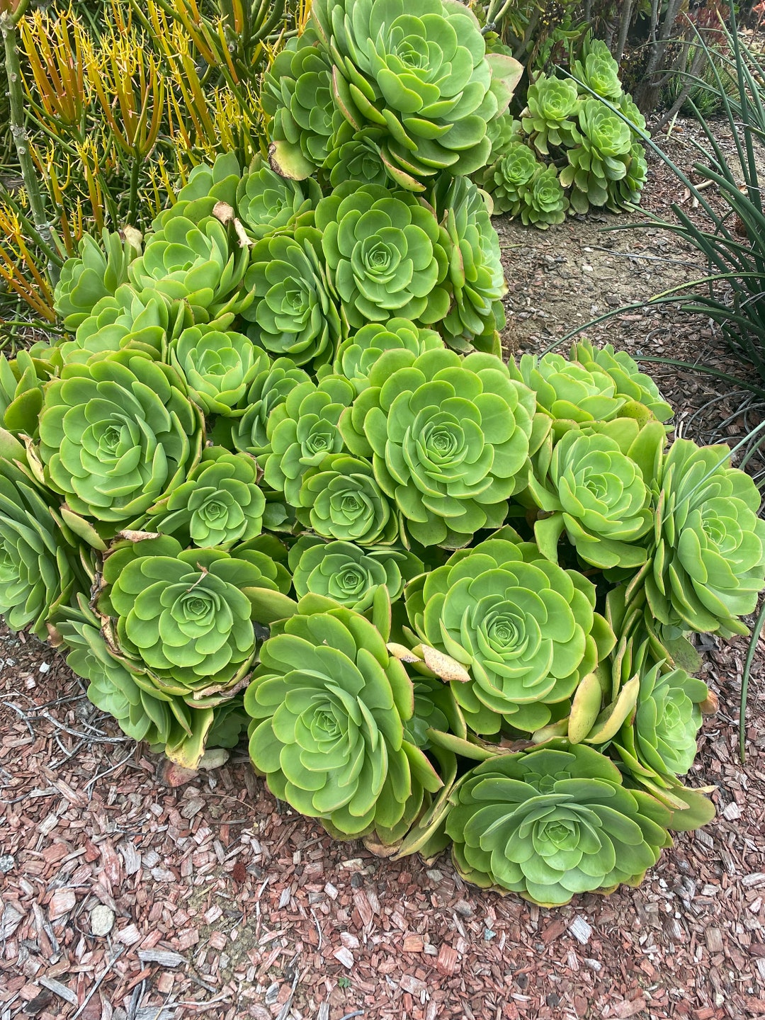 Aeonium Urbicum Mint Saucer 1 Large Cutting 5 7 Fresh Cut, Easy Grow