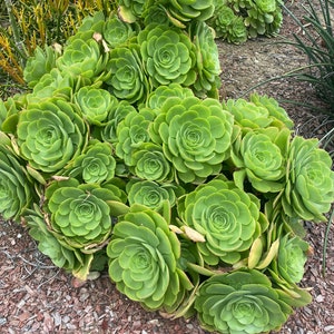 May include: A close-up of a group of green succulent plants with rosettes of leaves. The plants are growing in a bed of brown mulch.