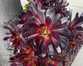 Aeonium BLACK BEAUTY  1 Large Cutting 4" - 6" Fresh Cut, Nice Dark Color, Easy Grow, Elegant Looks. Free Shipping