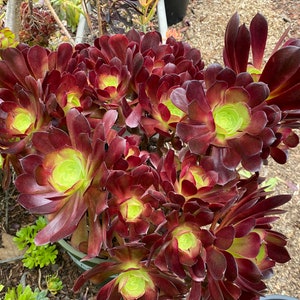 Aeonium VELOUR 1 Large Cutting 4" - 6" Fresh Cut, Nice Color, Easy Grow, Elegant Looks. Free Shipping