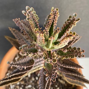 1 Large Cutting Kalanchoe Mother of Thousand Mother of Million Succulent Top Part Cutting 4&quot; to 6&quot;