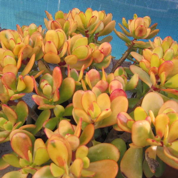 YELLOW HUMMEL Jade Crassula 2 Succulent Cutting 2" to 3"