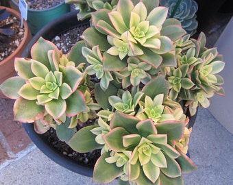 10 Aeonium KIWI VARIEGATED Cuttings 2.5" - 4" Fresh Cut, Nice Color, Easy Grow, Elegant Looks. Free Shipping