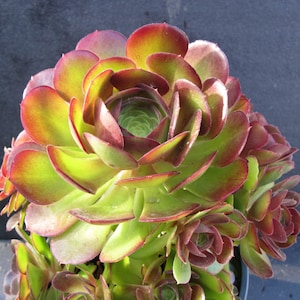 Aeonium DURANGO 2 Cuttings 3" - 5" Fresh Cut, Nice Blended Color, Easy Grow, Elegant Looks. Free Shipping