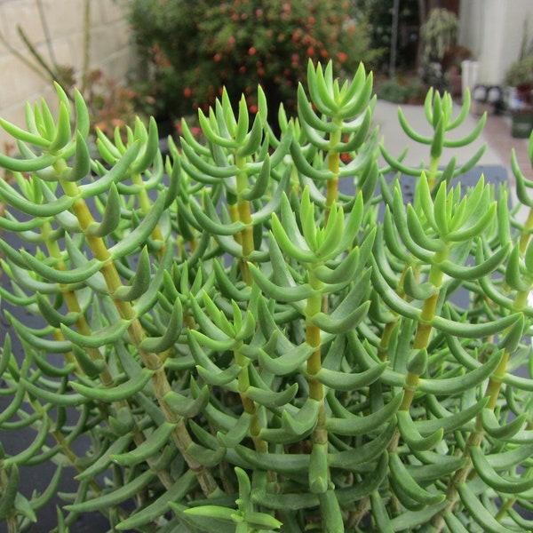 Mini Pine Crassula Tetragona 2 Succulent Cuttings 2" to 3"