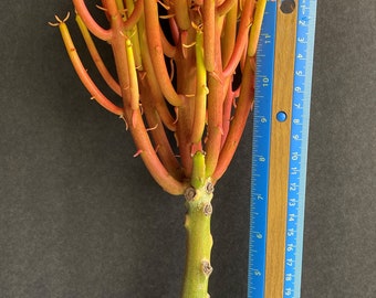 1 LARGE PREMIUM thick stem Firesticks Euphorbia Tirucalli Pencil Cactus Succulent FRESH cut