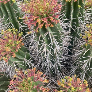 Large Euphorbia Horrida Noorsveldensis Fresh Cutting Cactus OVER 12 long FREE SHIPPING image 5