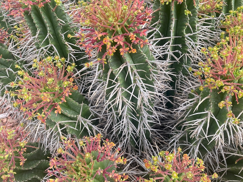 Large Euphorbia Horrida Noorsveldensis Fresh Cutting Cactus OVER 12 long FREE SHIPPING image 5