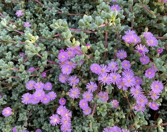 25 Cuttings LAMPRANTHUS DELTOIDES Ice Plant Vygie Violet Succulent Fresh Cuttings