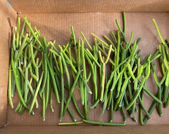 100 Cuttings FIRESTICKS Euphorbia Tirucalli Pencil Cactus Succulent Cuttings