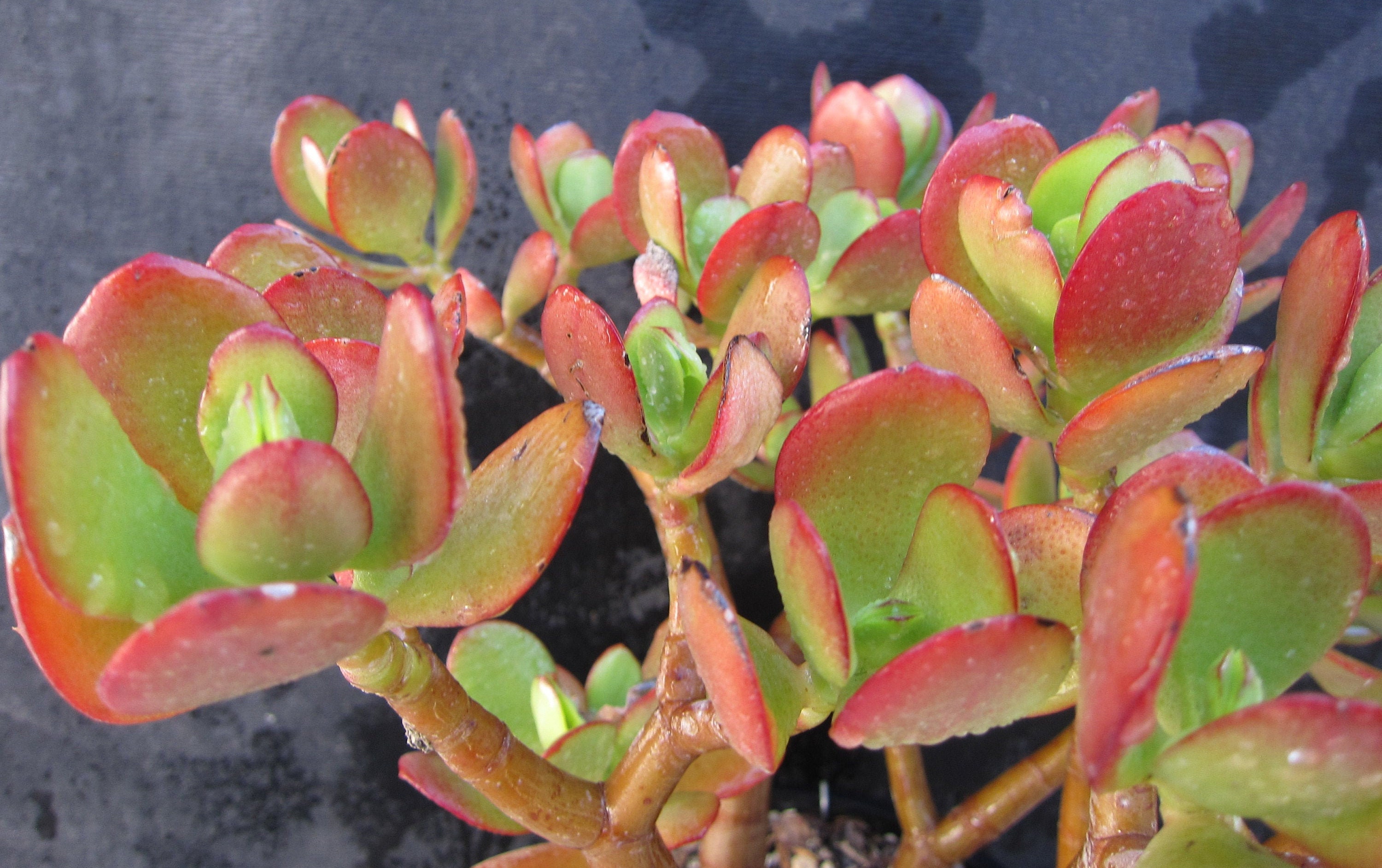 RED TIP Jade Crassula Ovata 10 Succulent Cutting 2