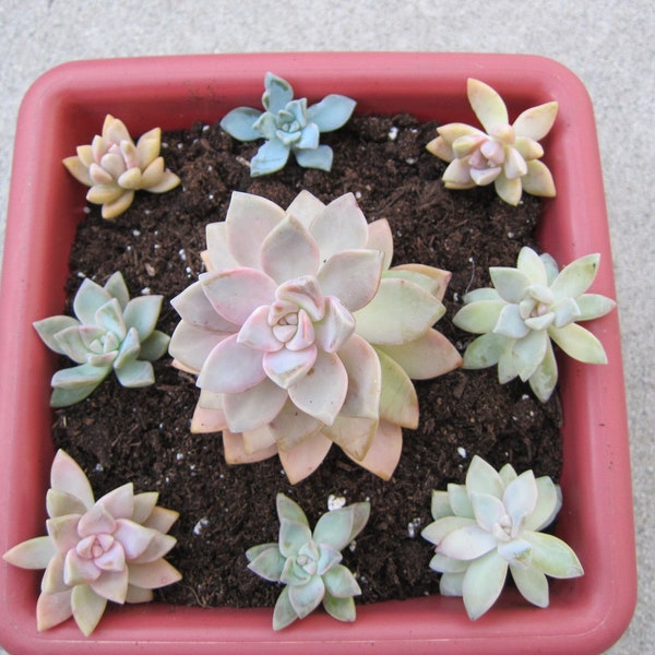 3 Cutting Graptopetalum Paraguayense Ghost Plant Succulent Cutting 2" to 3" FREE SHIPPING