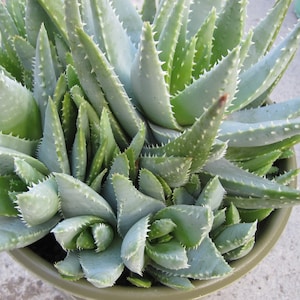 Aloe brevifolia Alligator Crocodile Plant Rooted young pup FREE SHIPPING