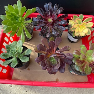 May include: A red plastic basket filled with seven different types of succulents. The succulents are in small black pots and have various shades of green, red, and yellow.