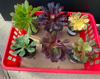 6 Aeonium Succulent Cuttings All Different Variety FRESH CUT 2" - 4" Nice Color and Quality. Free Shipping