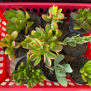 May include: A red plastic basket filled with eight small potted succulent plants. The plants are a variety of green, yellow, and red colors.