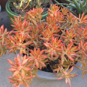 3 ROSETTE Cuttings Sedum Firestorm Firecracker Succulent Cuttings 2&quot; to 3&quot; FREE SHIPPING