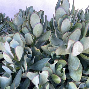 May include: A close-up of a succulent plant with large, fleshy, blue-green leaves with red edges. The leaves are arranged in a cluster, creating a textured and organic pattern.