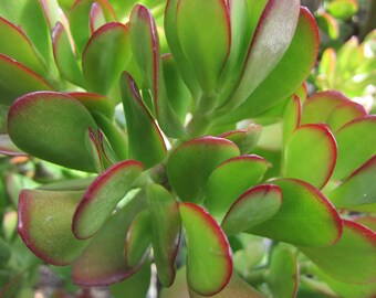 RED TIP Jade Crassula Ovata 10 Succulent Cutting 2