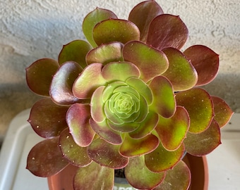 RARE Aeonium Kokino ROOTED succulent with 1 pup, Nice deep Color, Easy Grow, Elegant Looks. Free Shipping