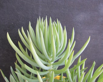 10 Cuttings Senecio Vitalis MERMAID's COMB Succulent Cutting 3" to 5"