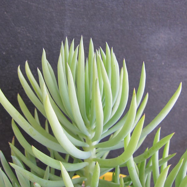 2 Cuttings Senecio Vitalis MERMAID's COMB Succulent Cutting 3" to 5"