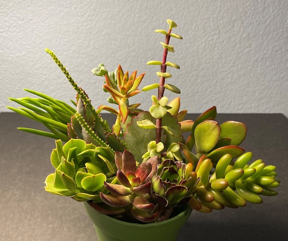 12 Succulent Cuttings All Different Variety FRESH CUT 2" - 4" Nice Color  and Quality. Free Shipping - Etsy