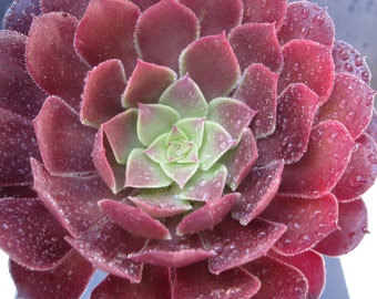 Aeonium ZWARTKIN Hybrid 1 Large Cutting 3" - 4" Fresh Cut, Nice Color, Easy Grow, Elegant Looks. Free Shipping